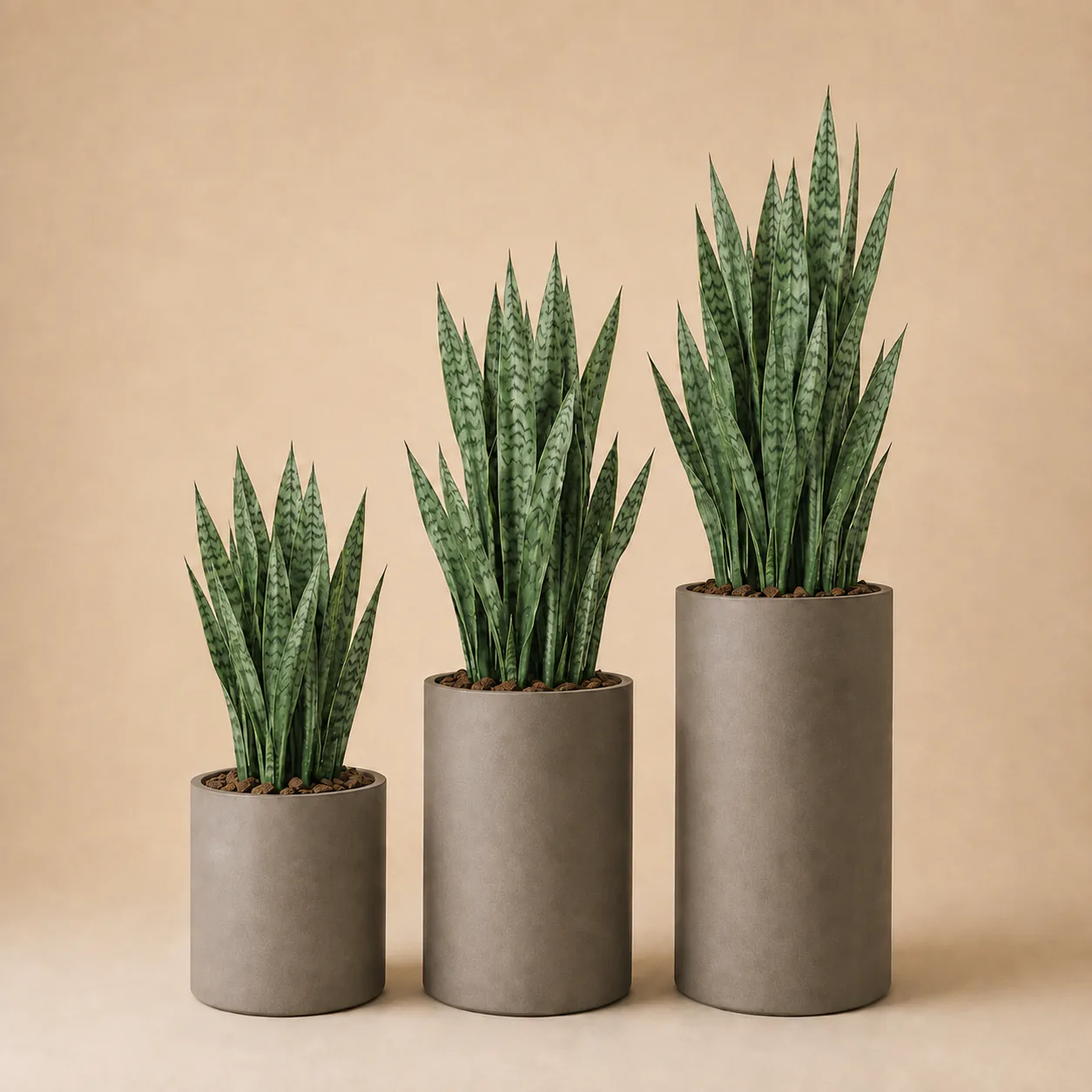 Artificial Snake Plant Trio rental plant
