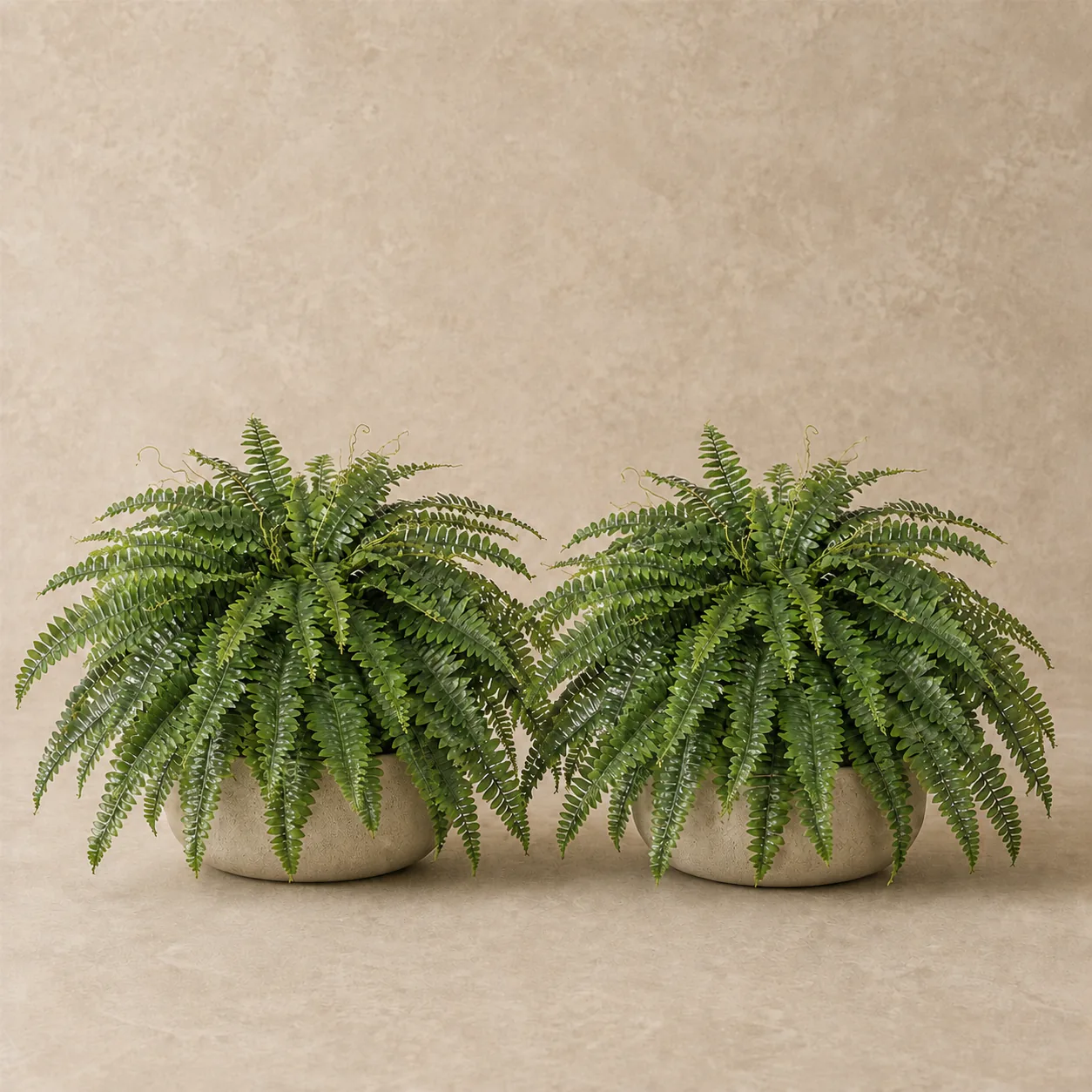 Artificial Boston Fern Pair rental plant